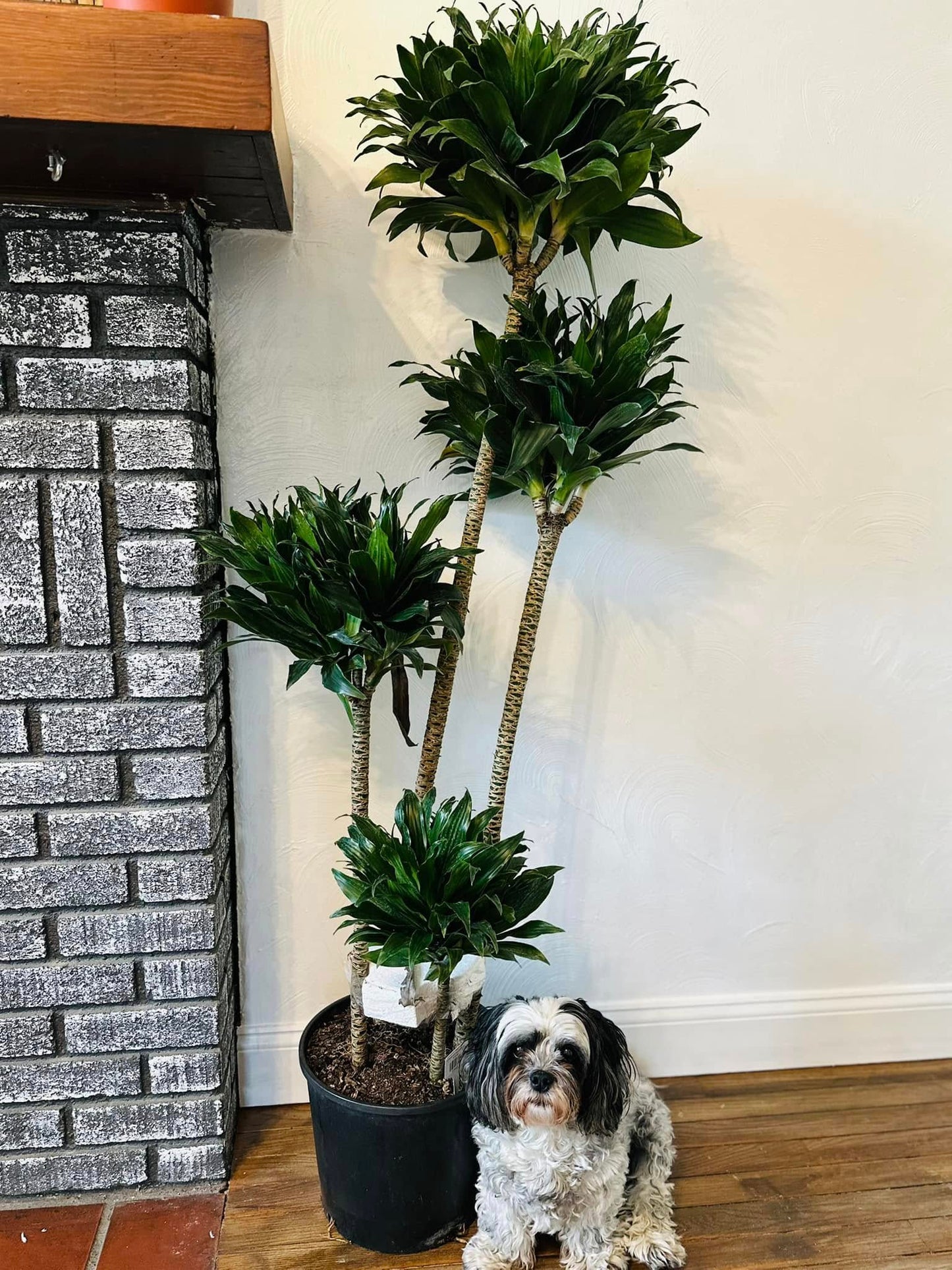 12" Dracaena Janet Craig