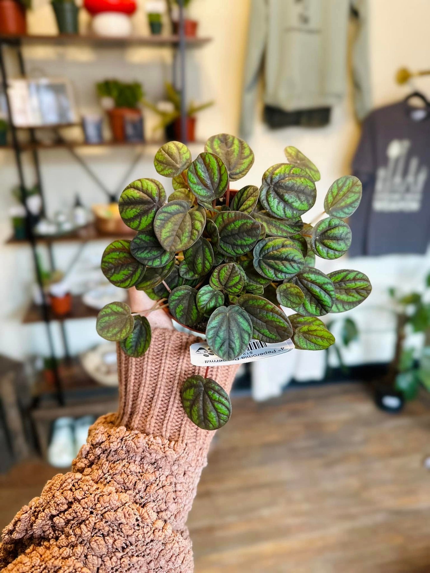 4" Peperomia Peppermill