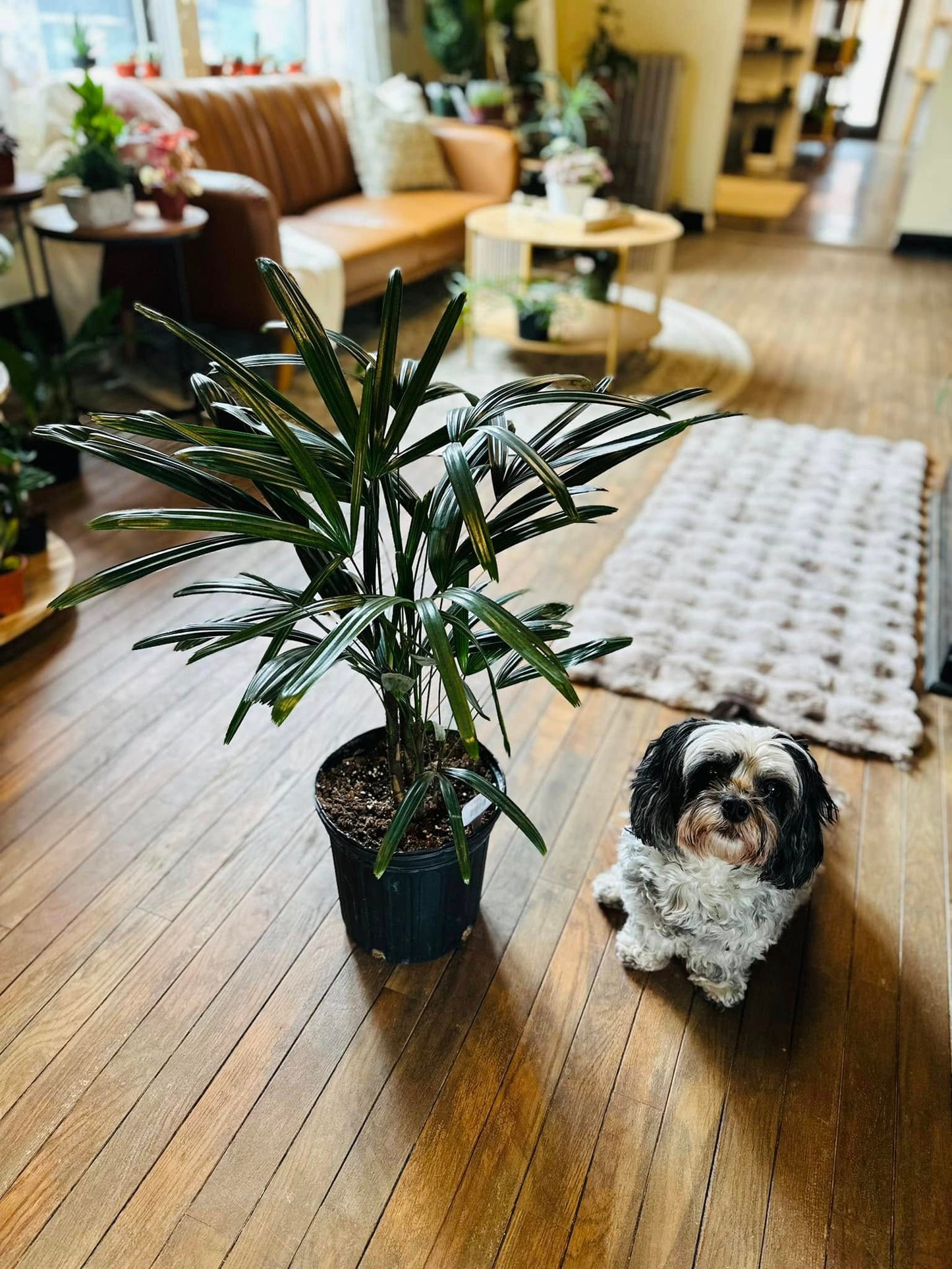 6" Rhapis Palm