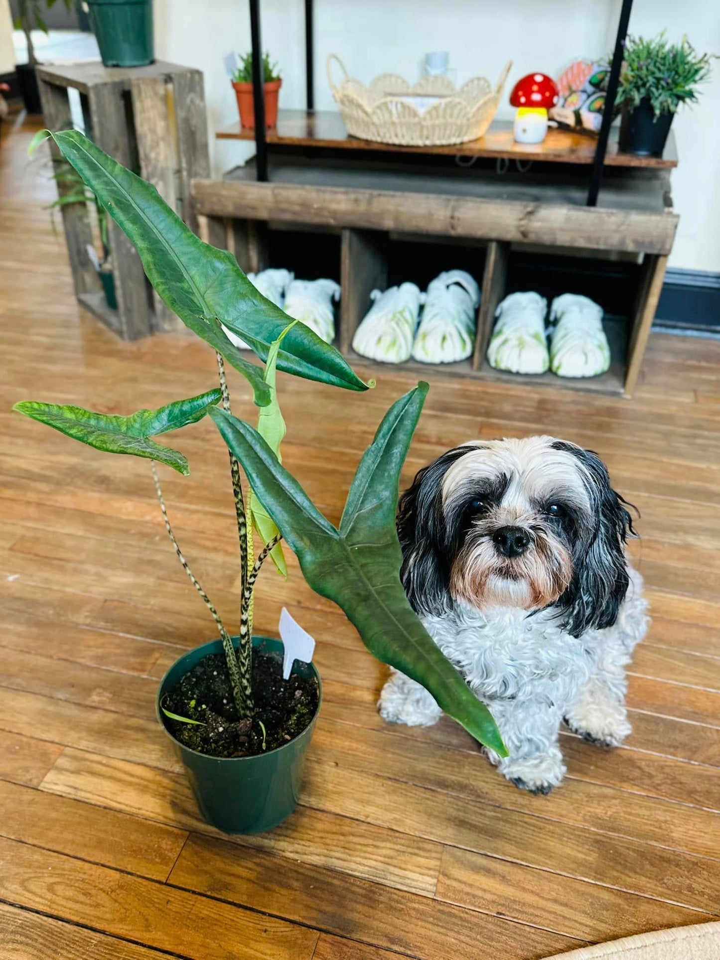 4" Alocasia Tigrina