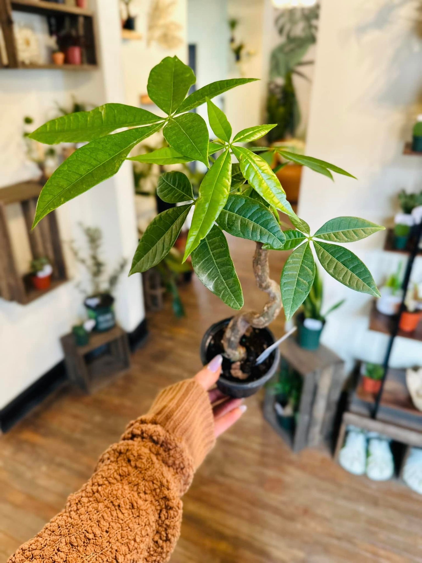 4" Pachira Suessy