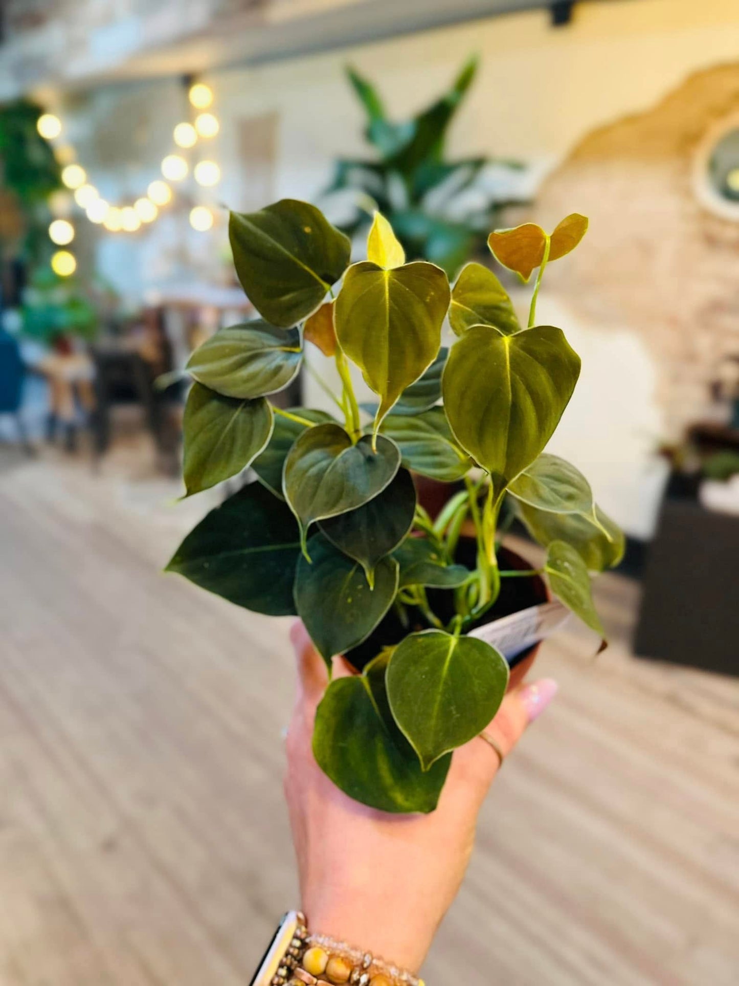 4" Philodendron Lupinum