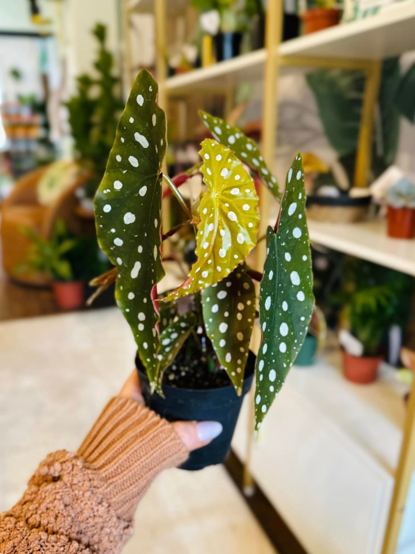 4" Begonia Maculata