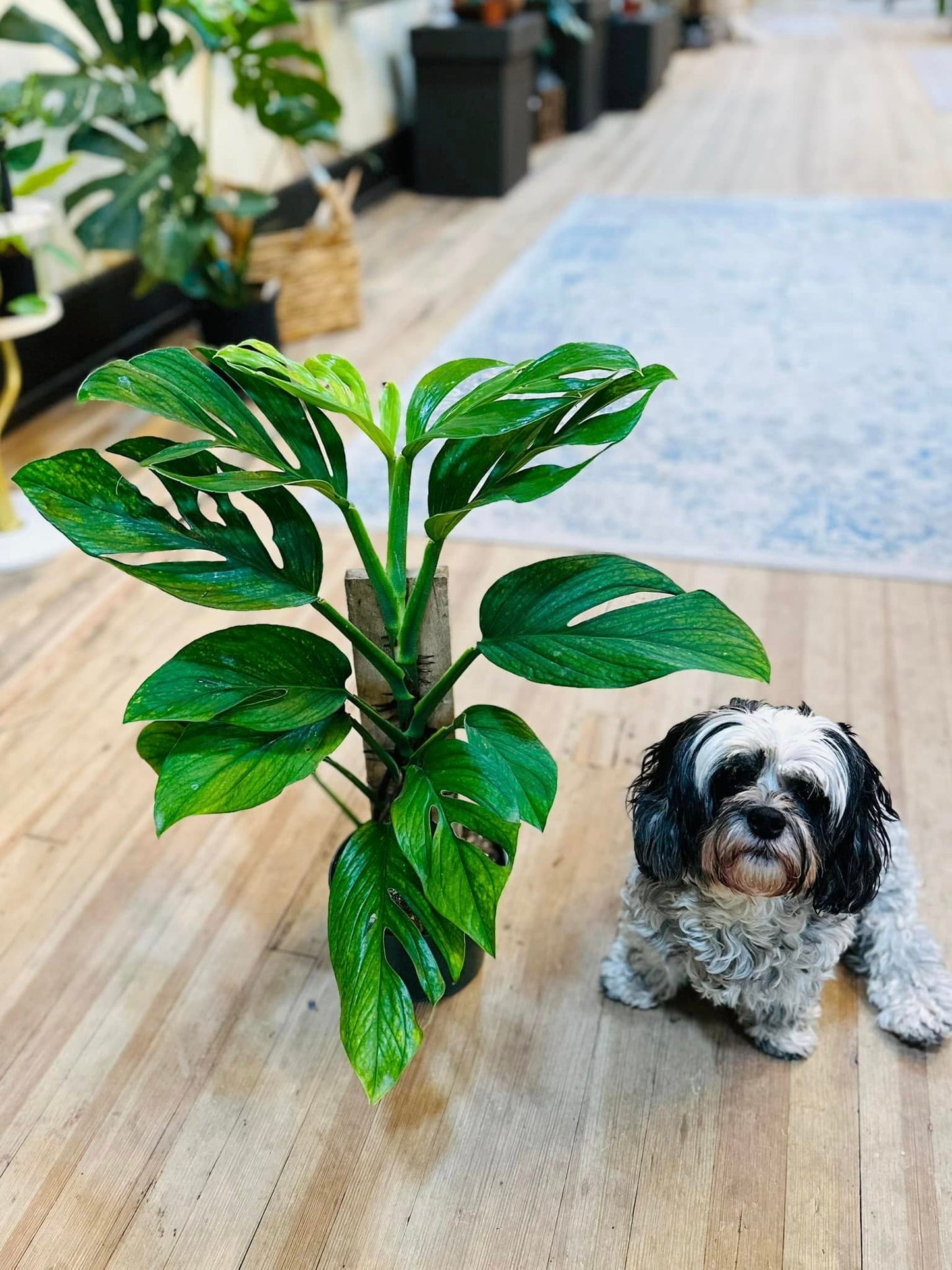 6" Monstera Pinnatipartita Totem