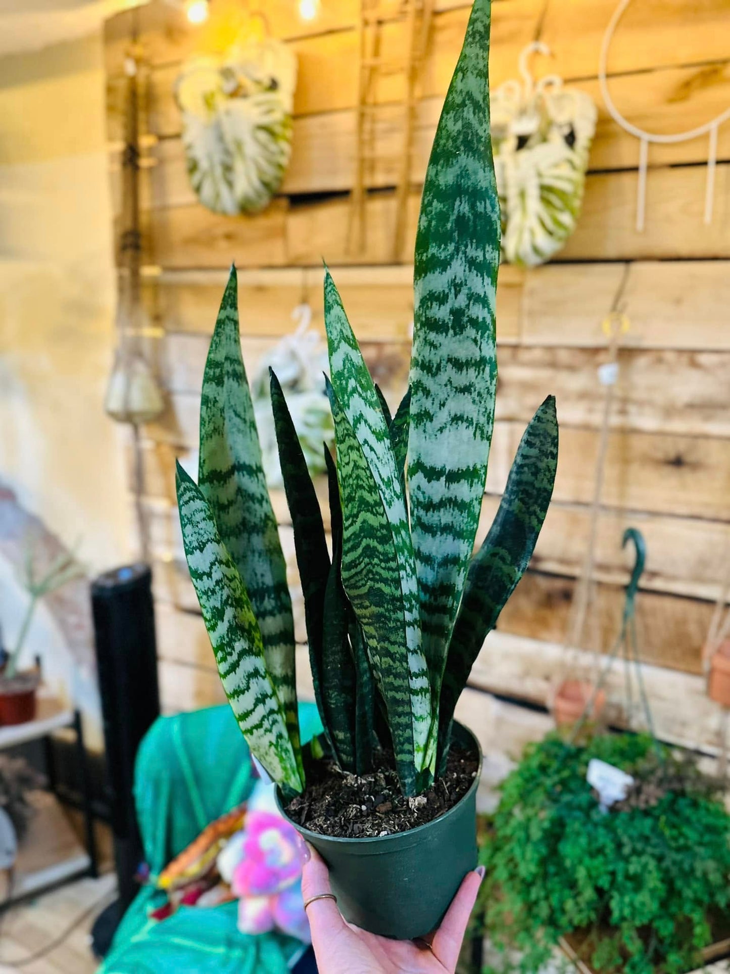 6" Black Coral Snake Plant