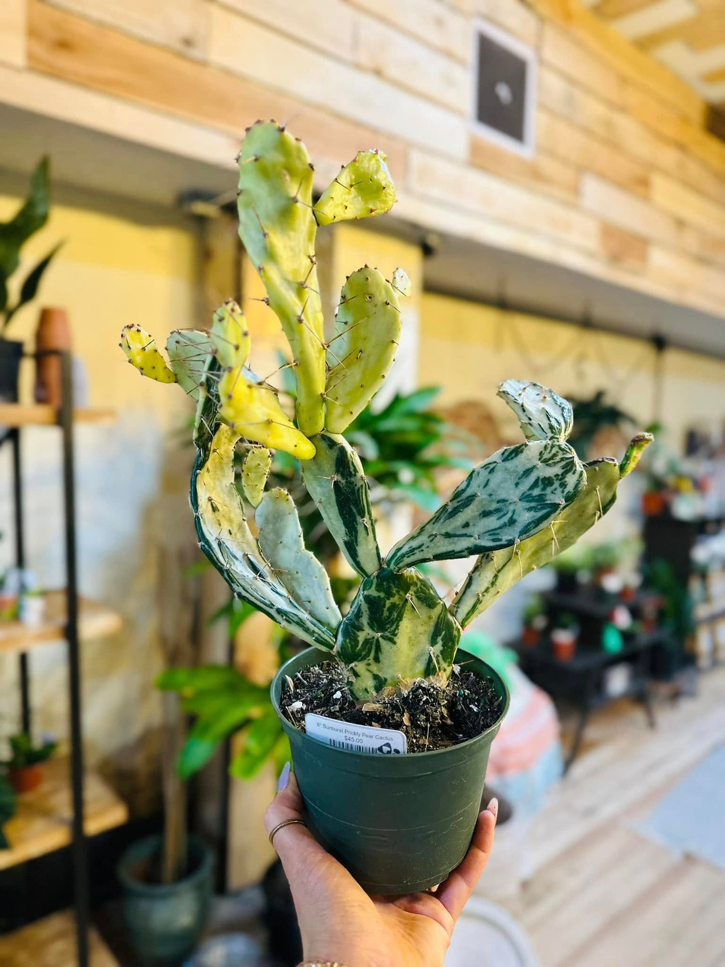 4" Cactus Opuntia Monacantha