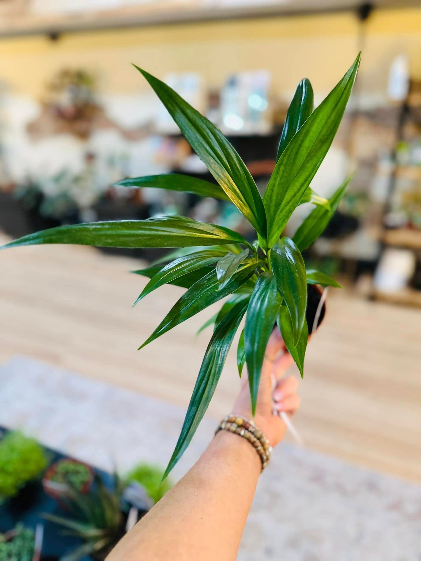 4" Epipremnum Amplissimum