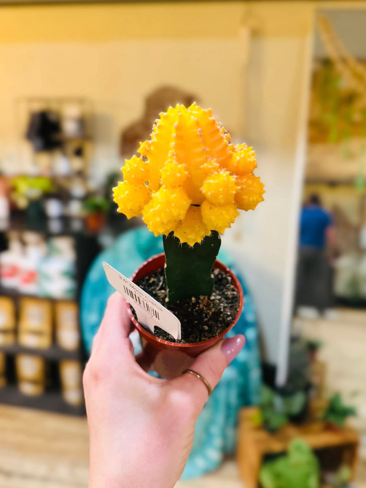 2.5" Moon Cactus