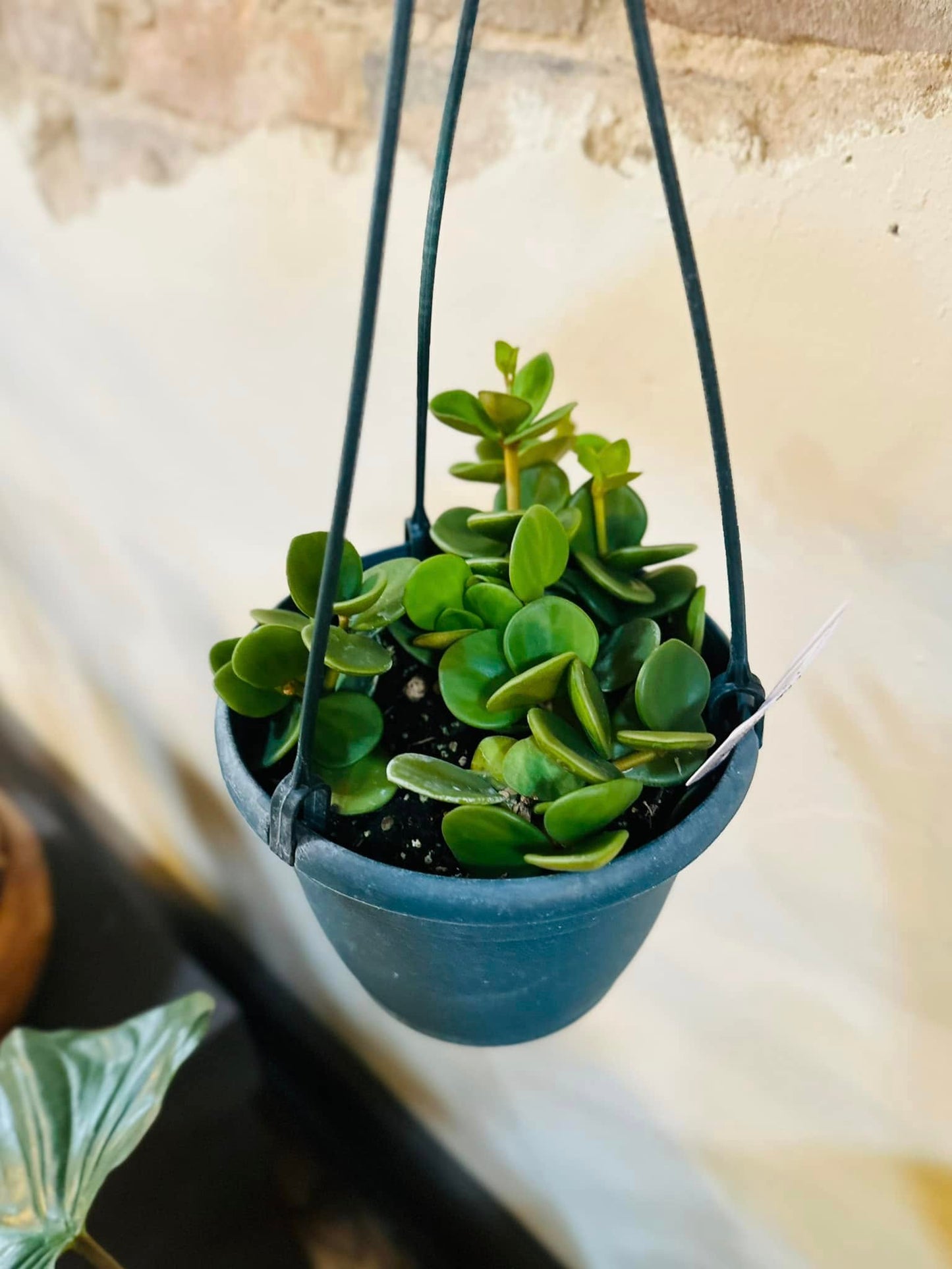 6" Peperomia Hope Basket