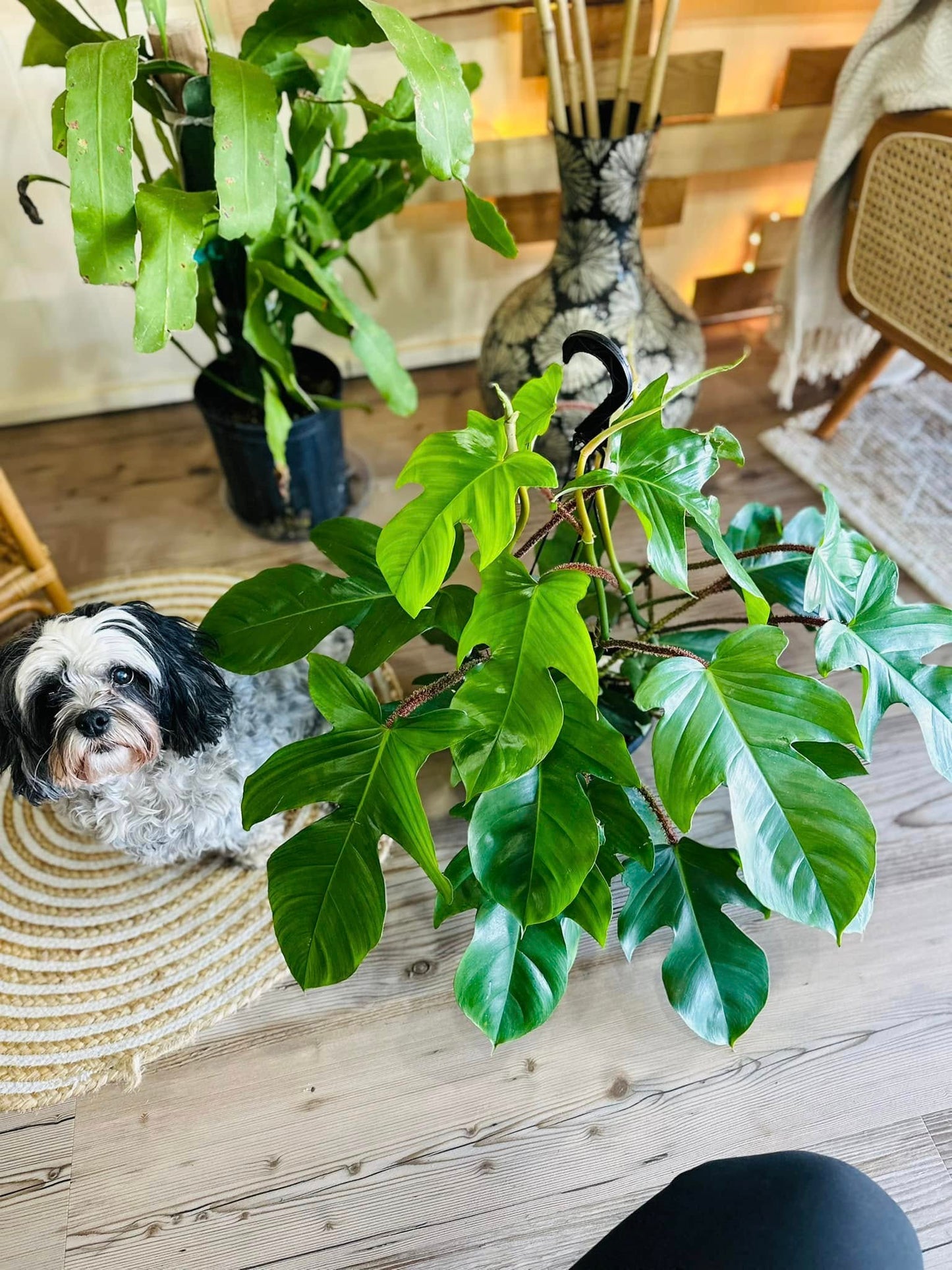 8" Philodendron Squamiferum Basket