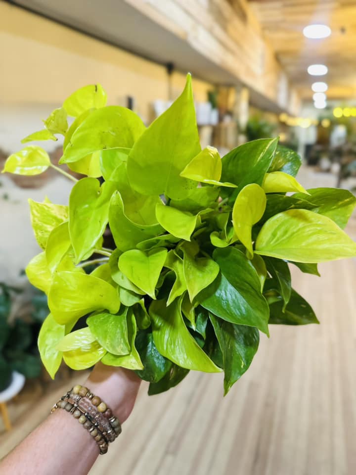 6" Champs Elysees Pothos