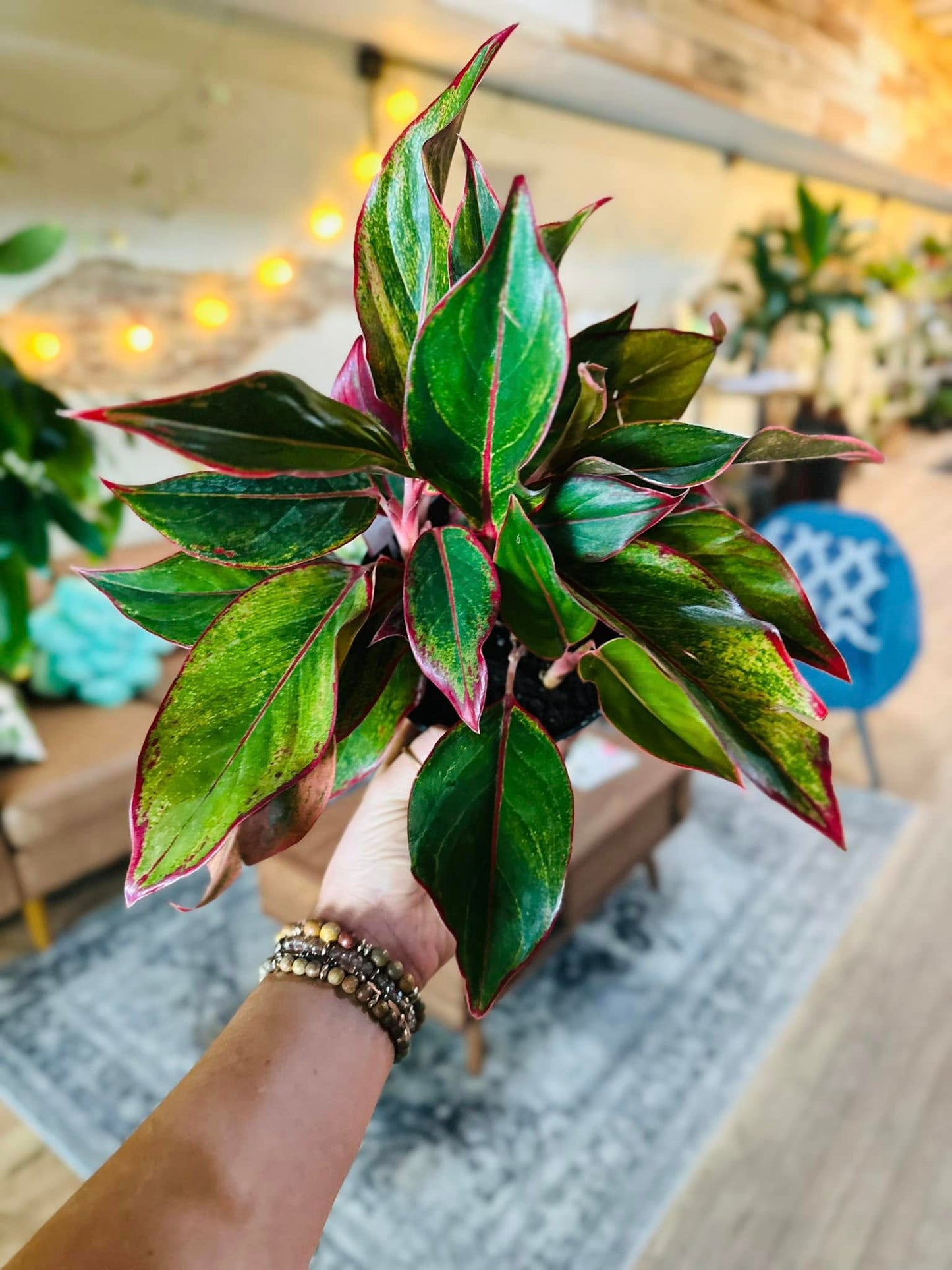 5" Aglaonema Siam Red
