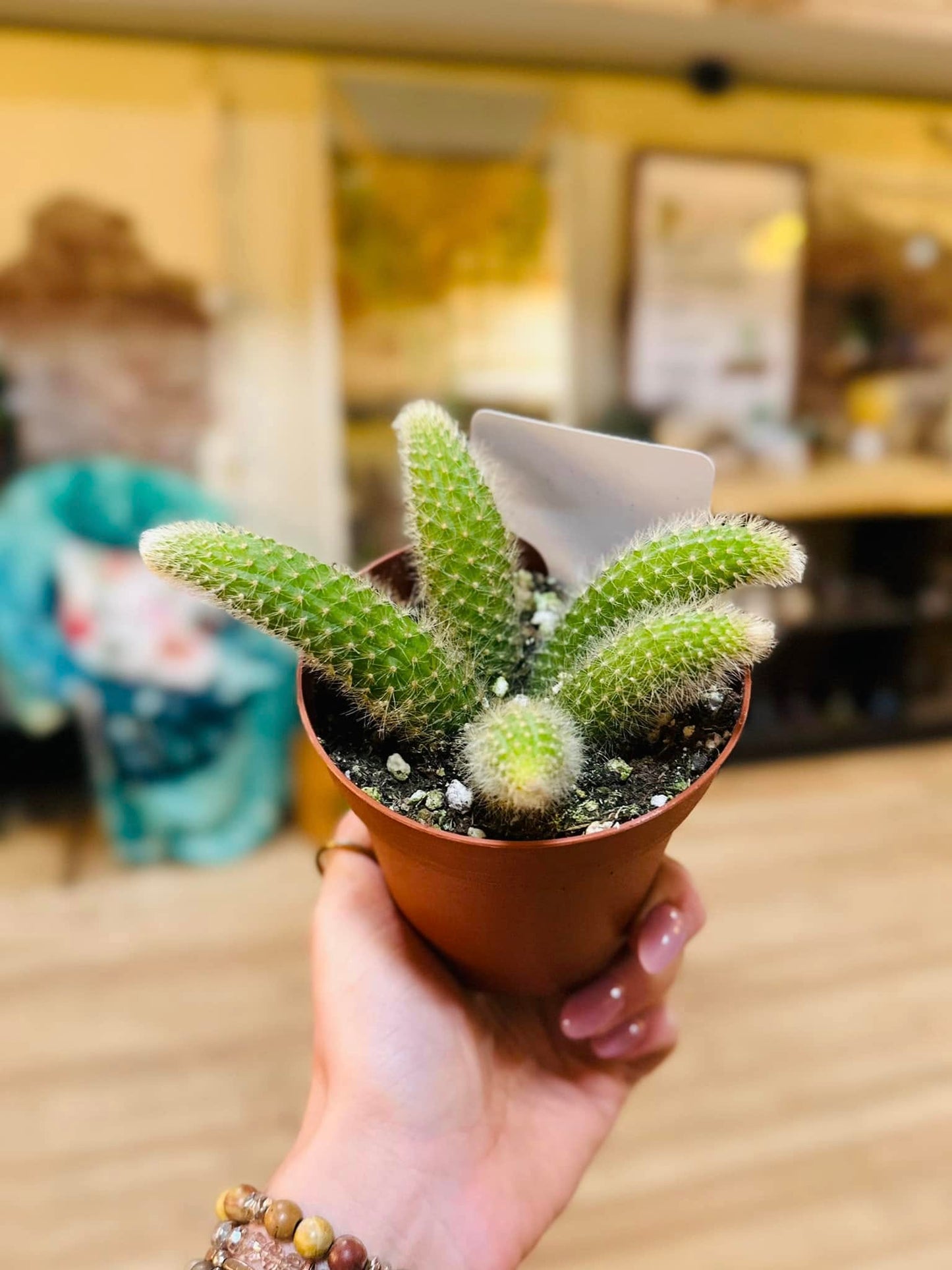 4" Monkey Tail Cactus