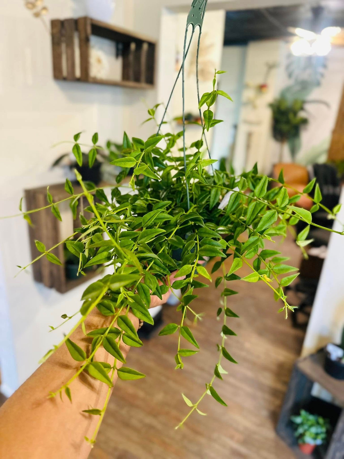 6" Hoya Bella Basket