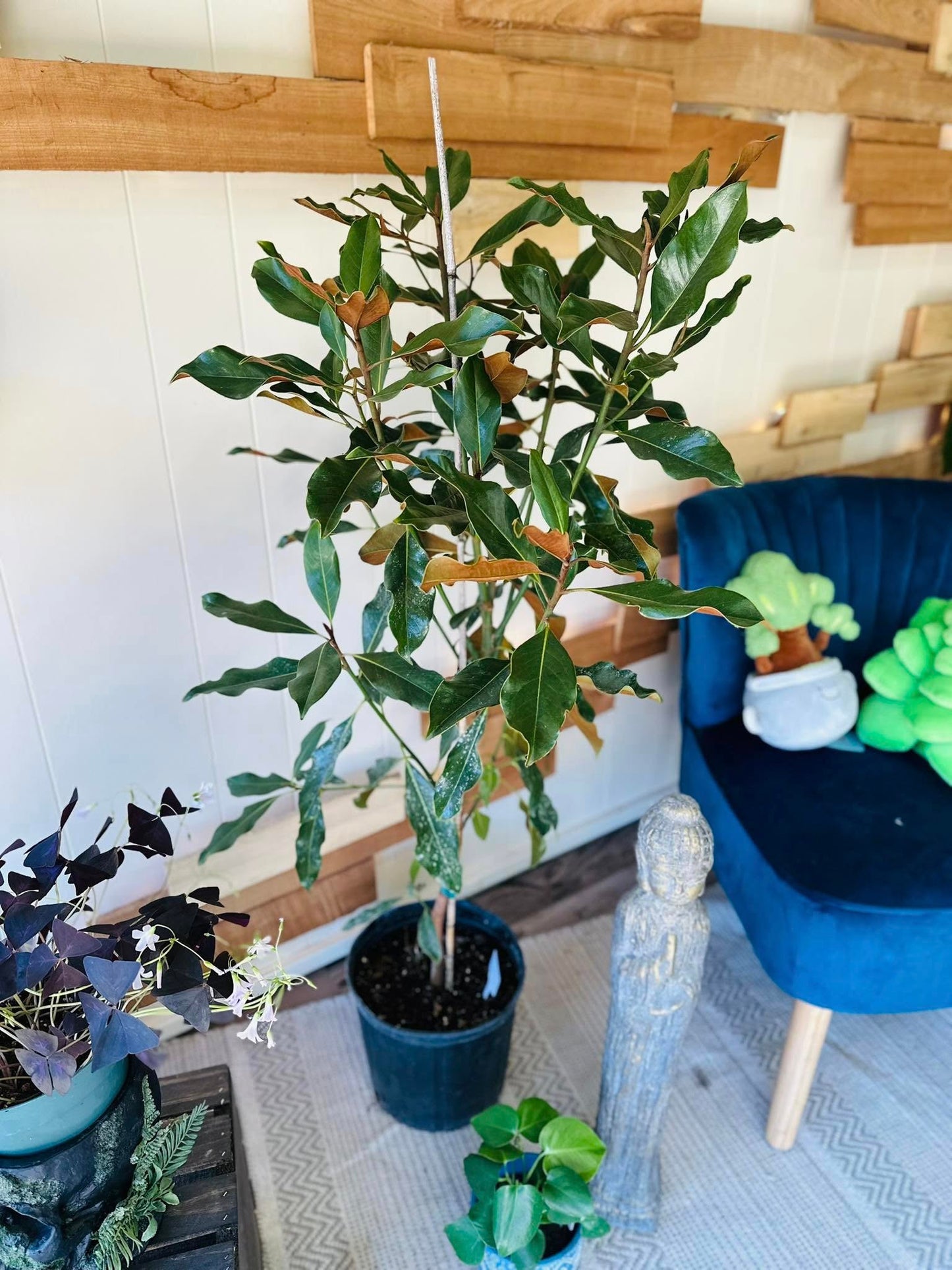 10" Magnolia Kay Parris