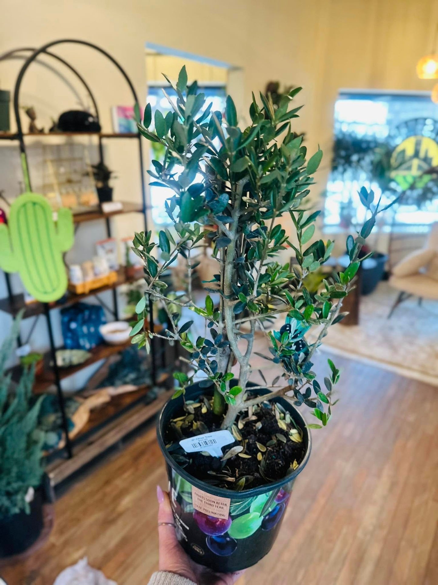 8" Olive Tree