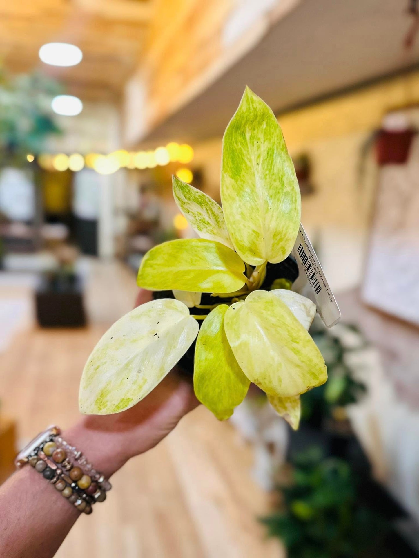 4" Philodendron Painted Lady