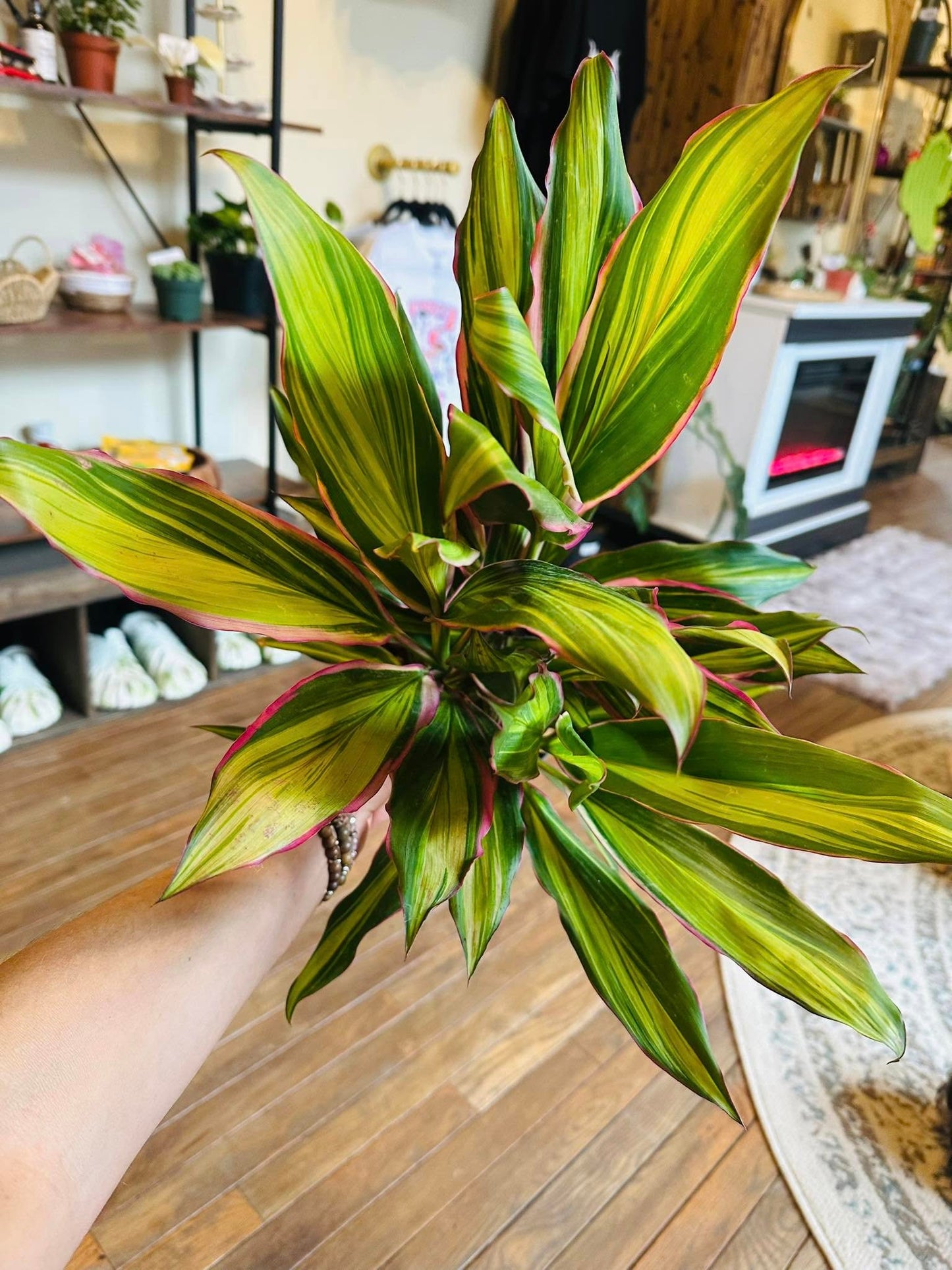 6" Cordyline Kiwi