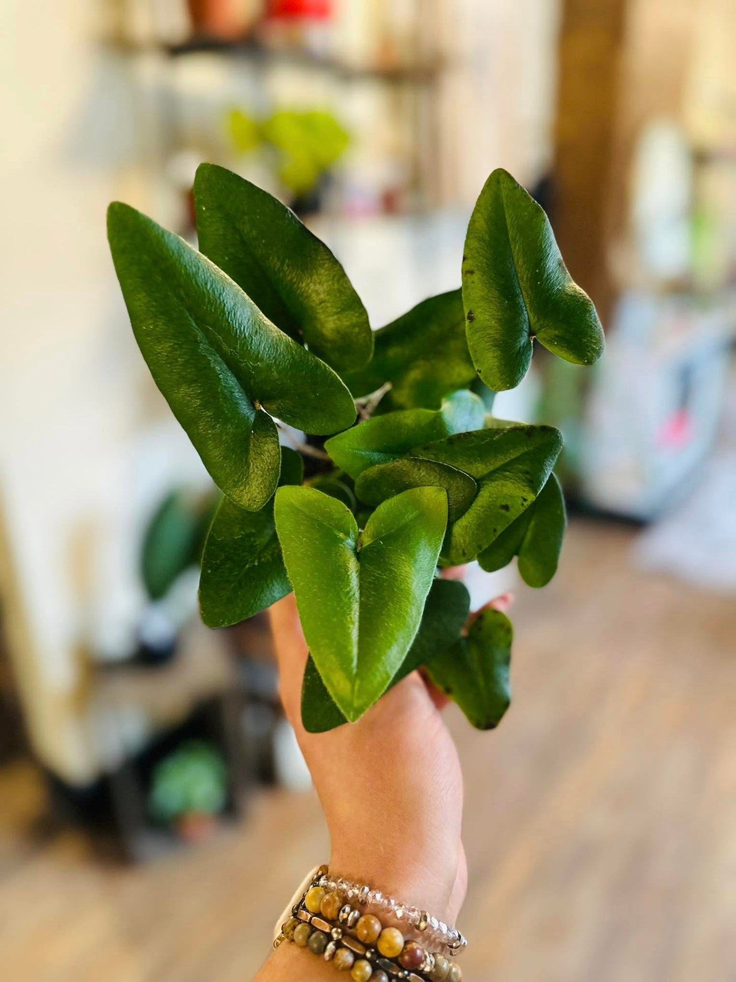4" Heart Leaf Fern