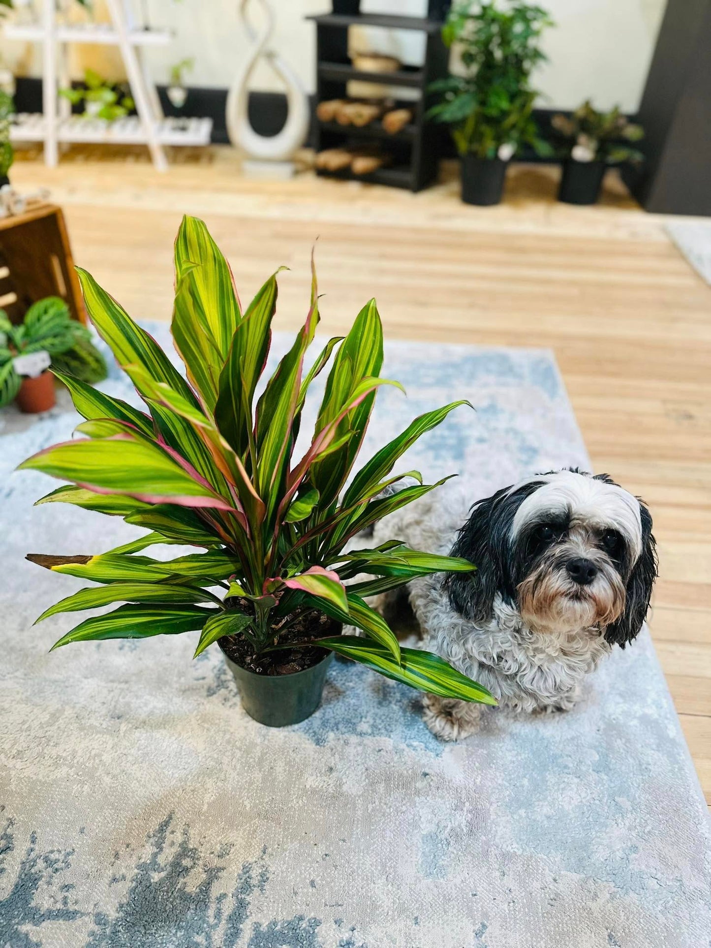 6" Cordyline Kiwi