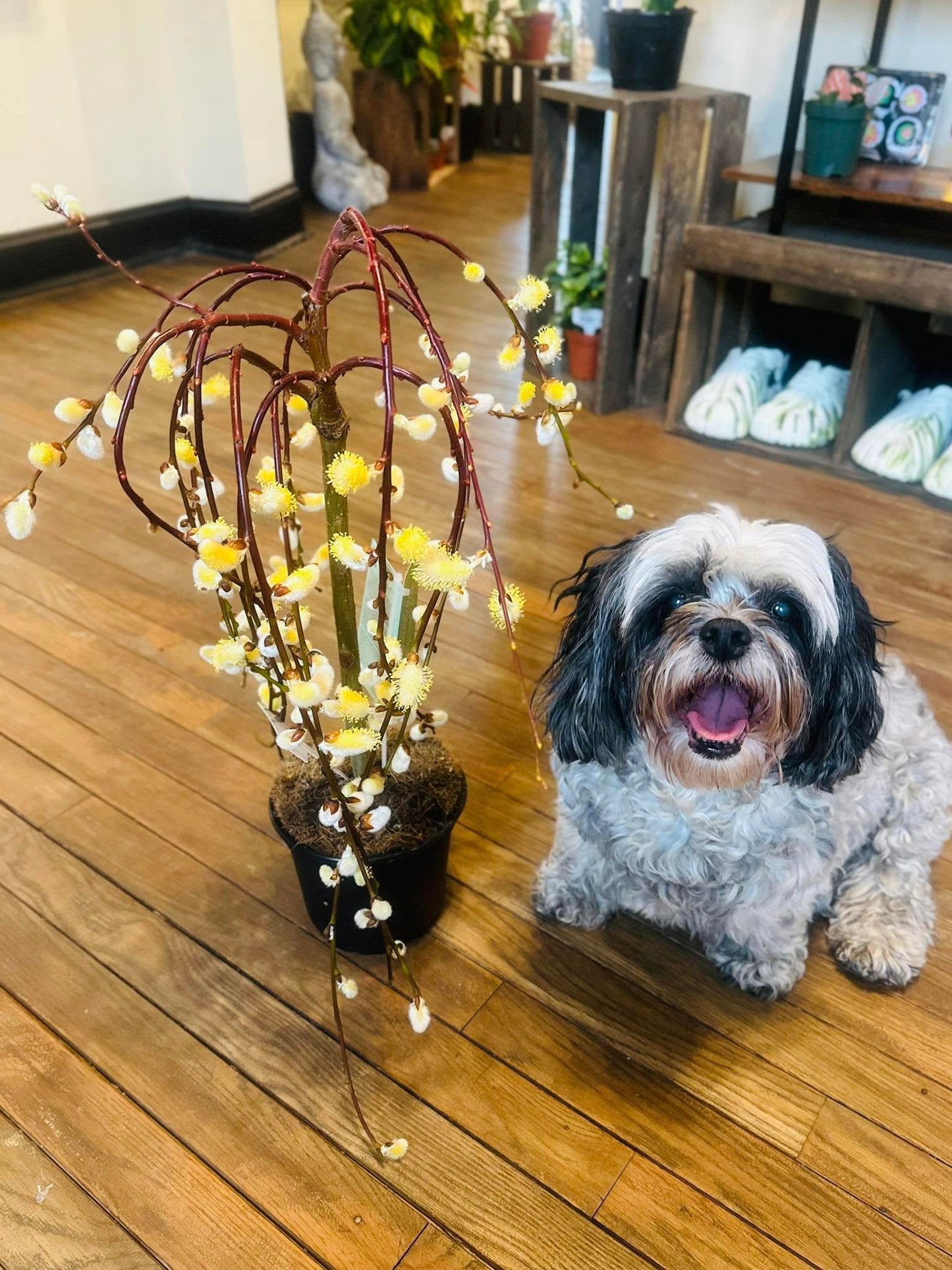 6" Pussy Willow