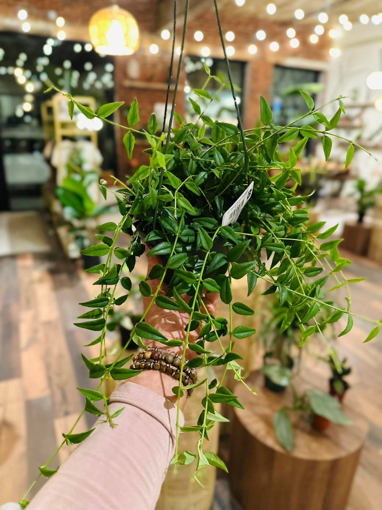 6" Hoya Bella Basket