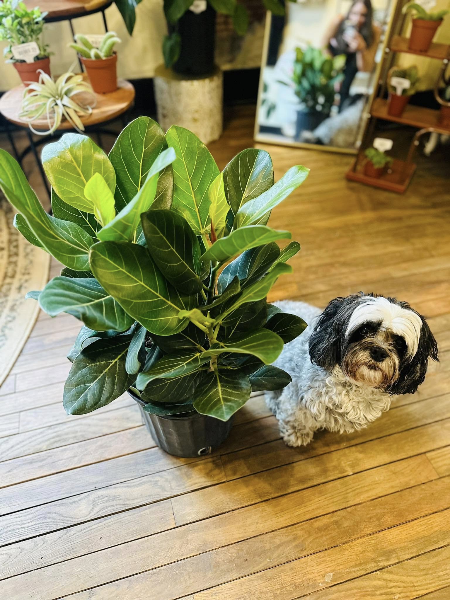 ficus audrey dogs 10" Ficus Audrey