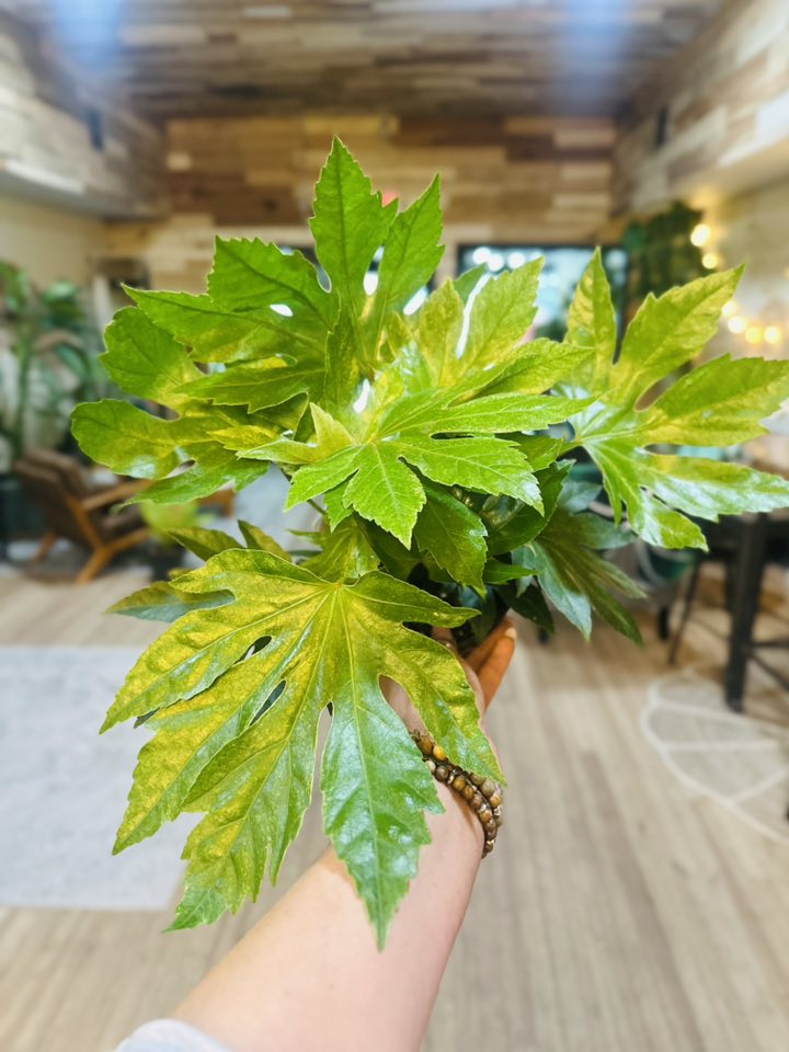 6" Fatsia Spider Web