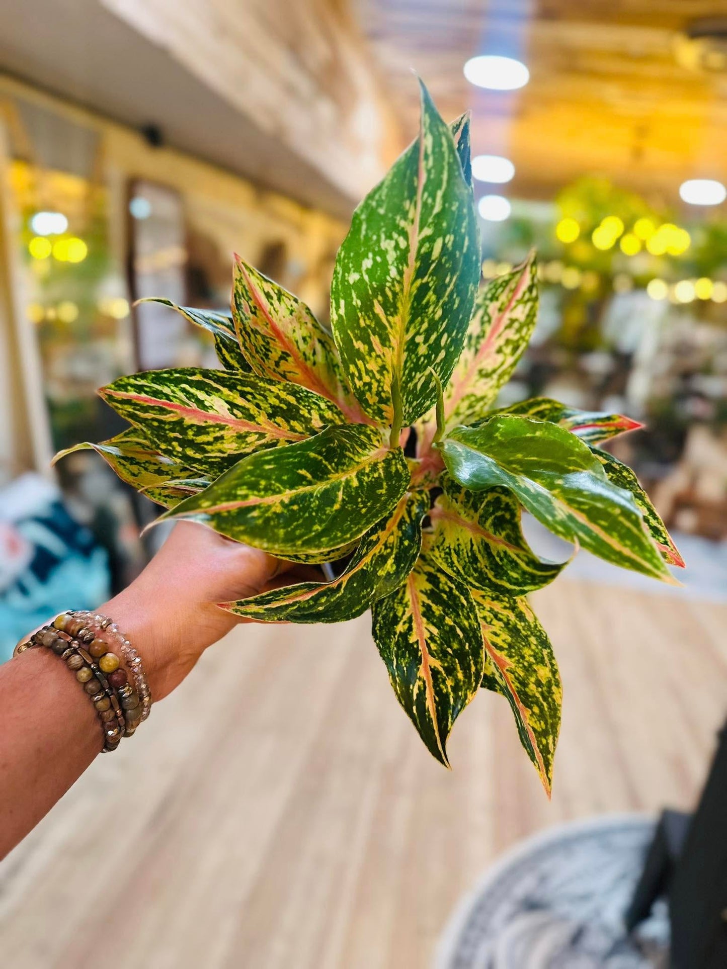 5" Aglaonema Dazzling Gem