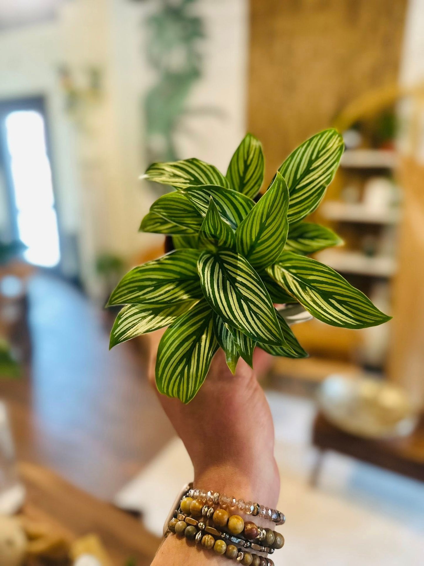 4" Calathea Vittata