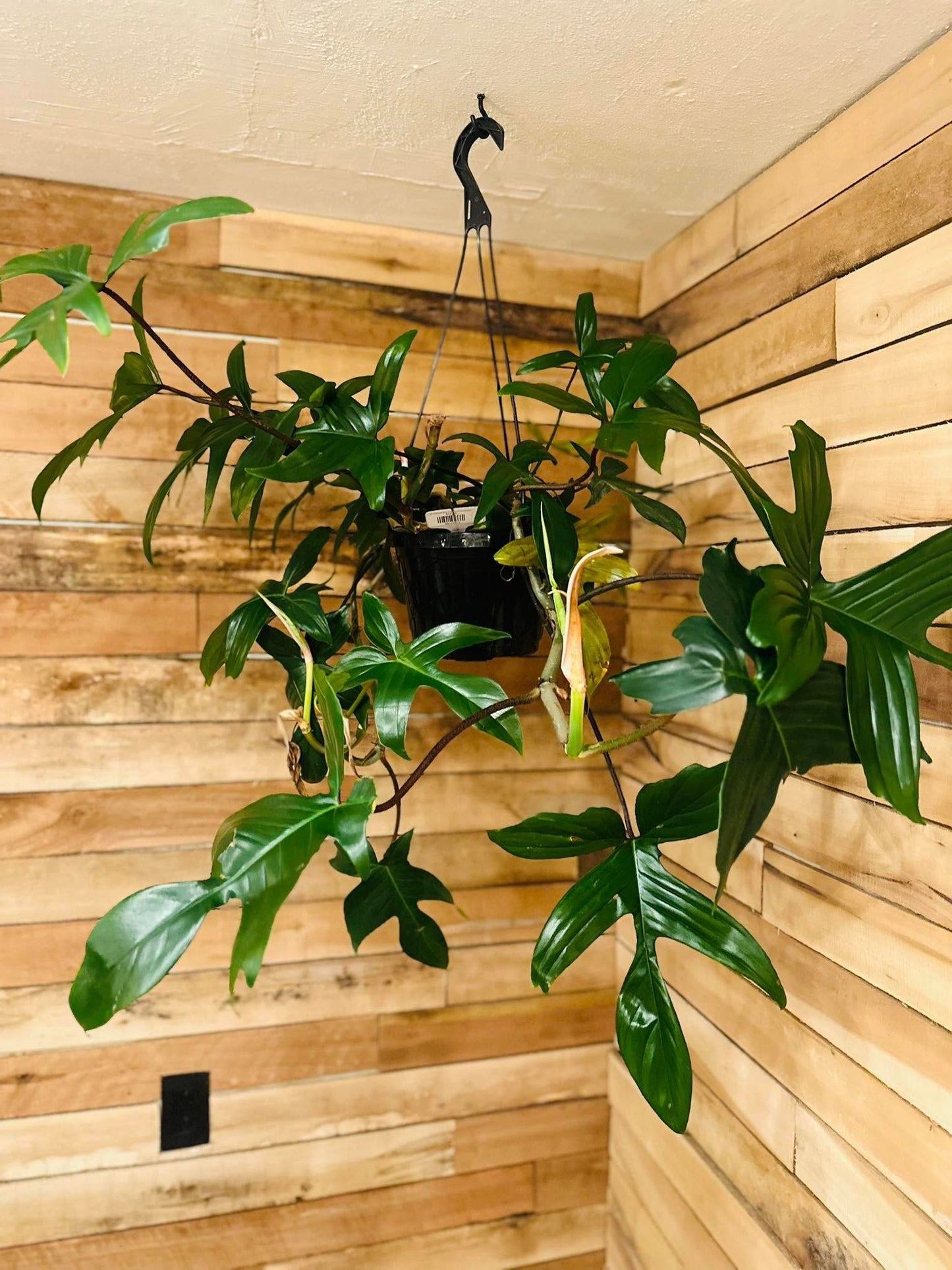 8" Philodendron Florida Green Basket