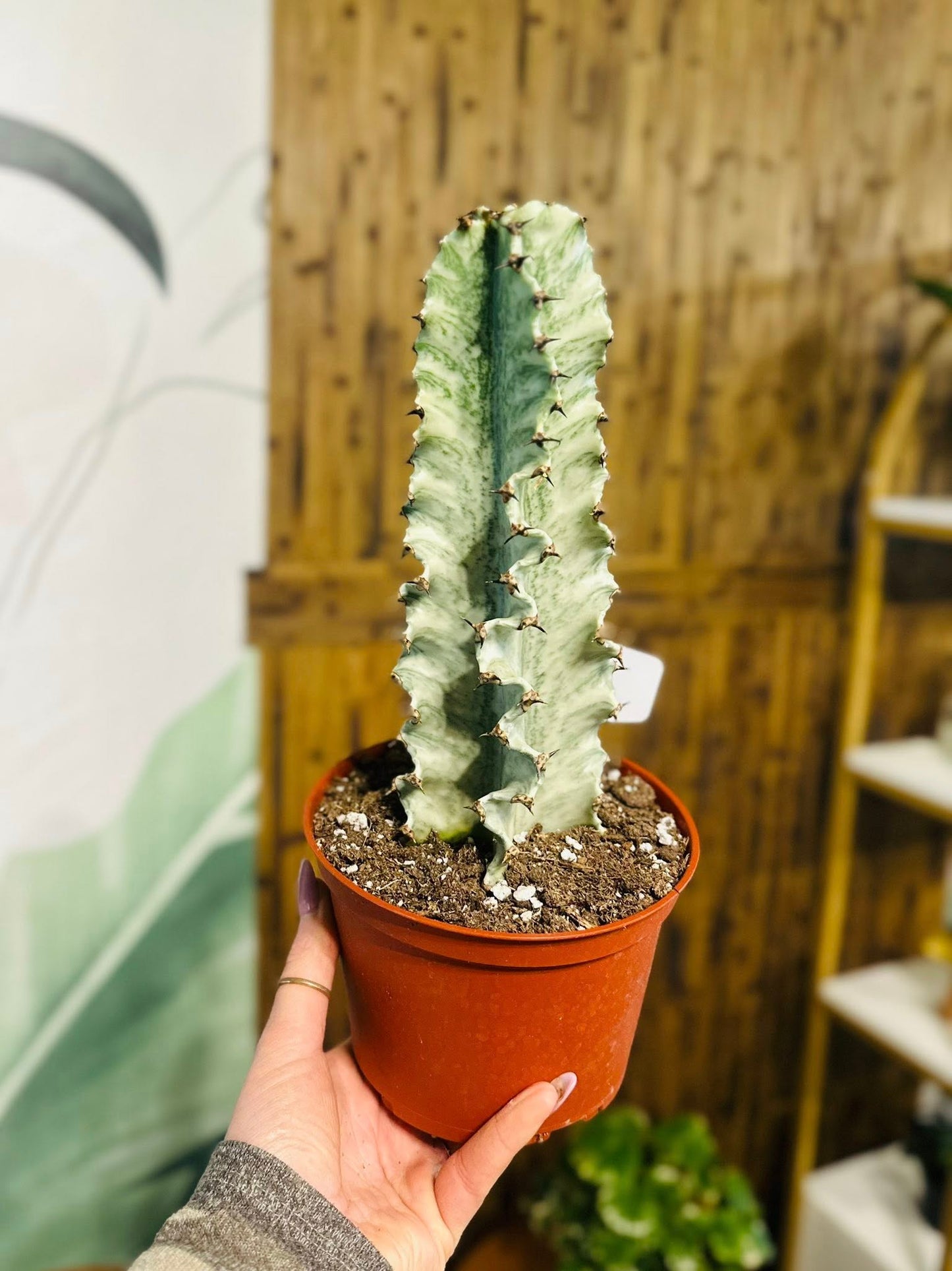 6" Euphorbia Ammak