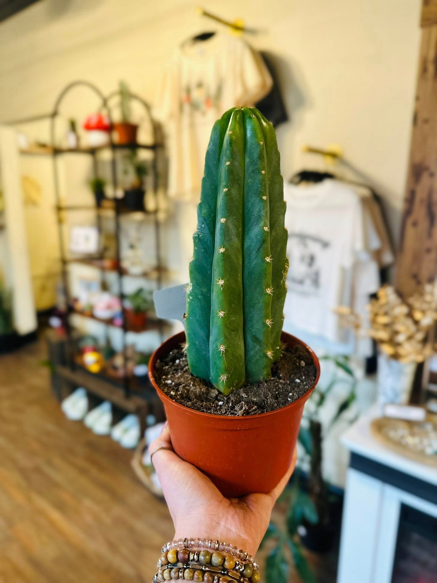 6" San Pedro Cactus