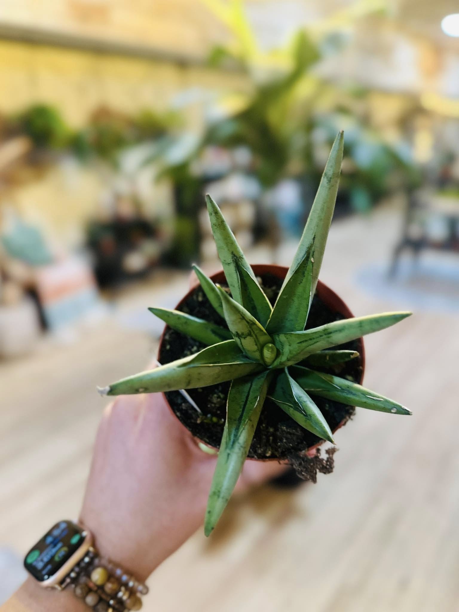 koi fin sansevieria 4" Silver Crown Snake Plant – Grows on Main