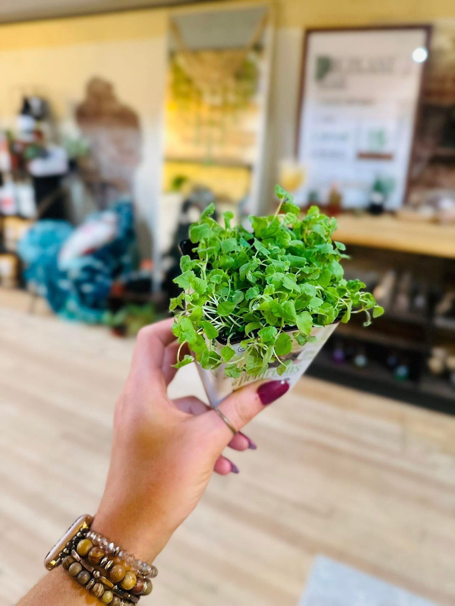 4" Cat Nip