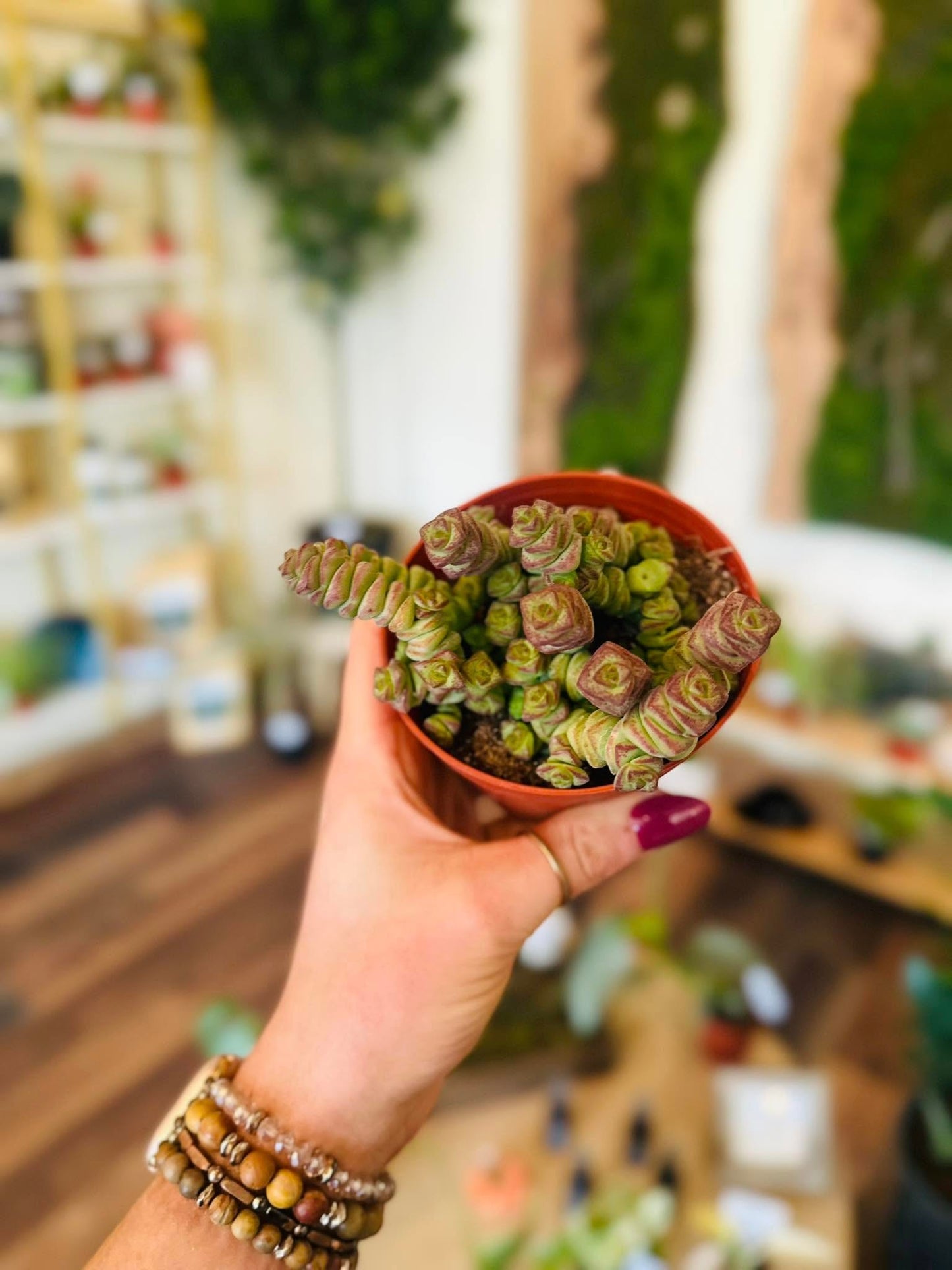 4" Crassula Baby's Necklace