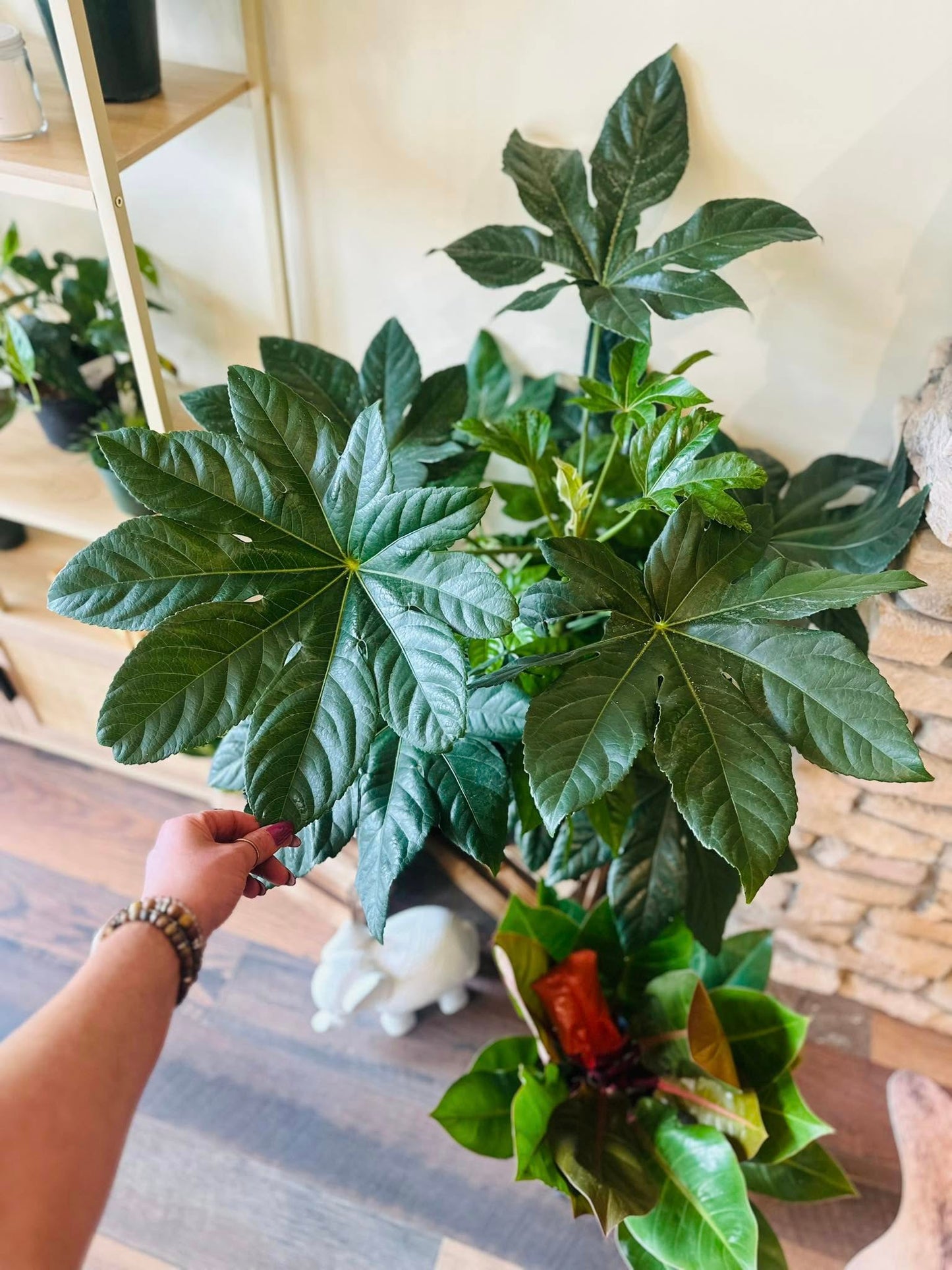 10" Fatsia