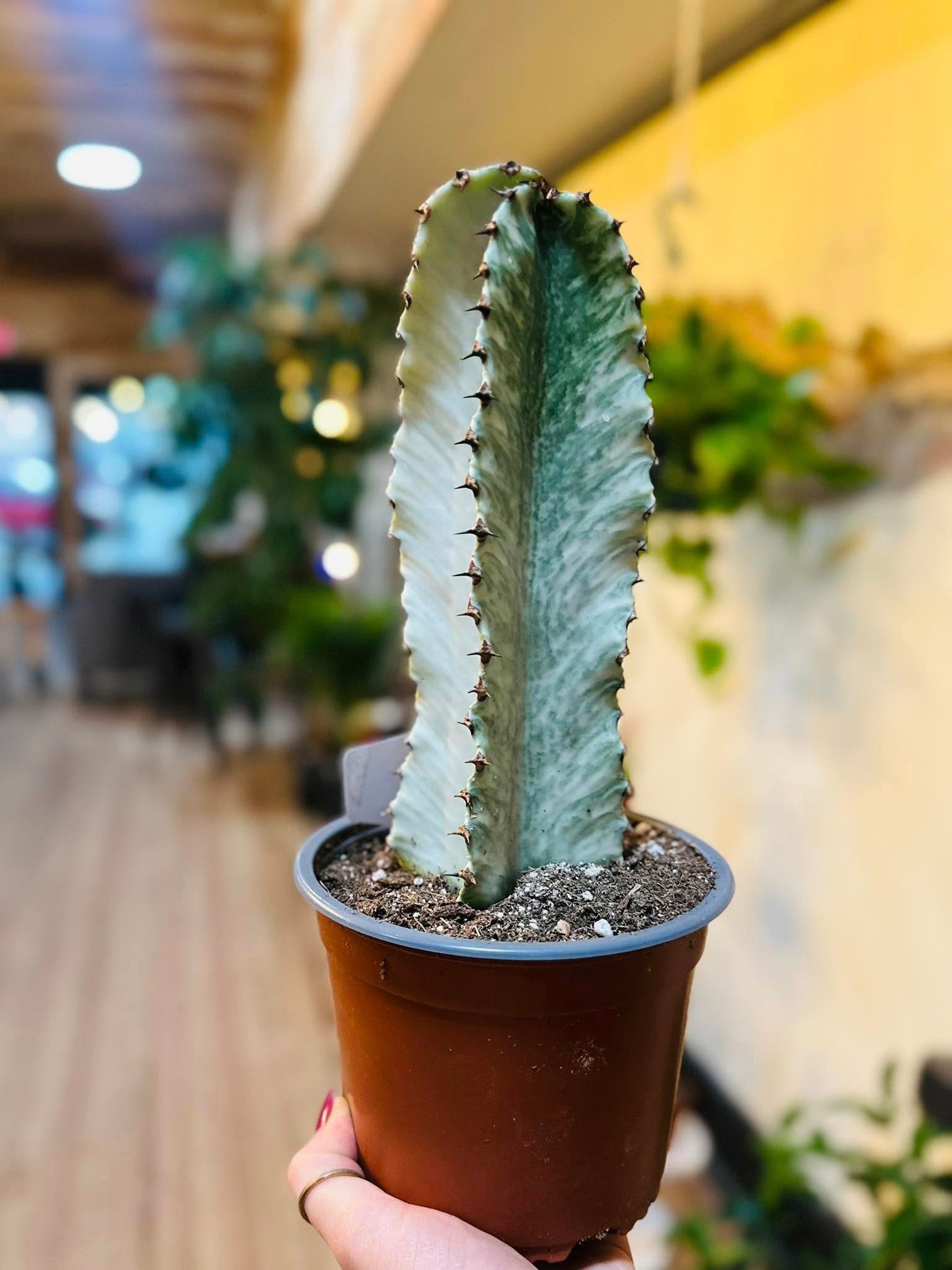 6" Euphorbia Ammak