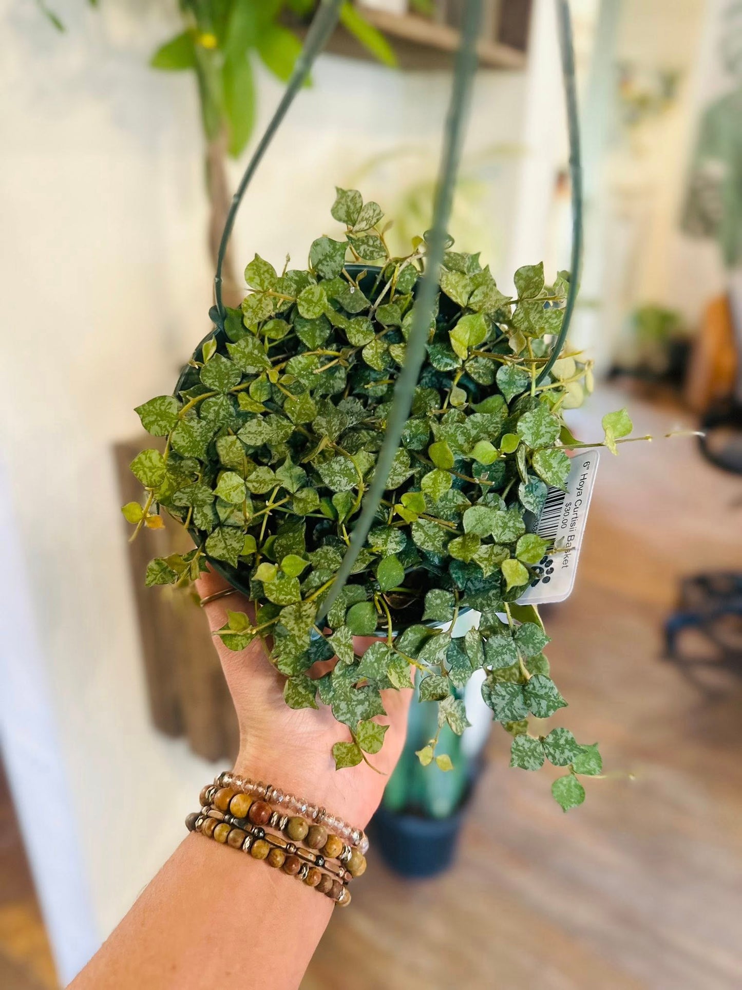 6" Hoya Curtisii Basket