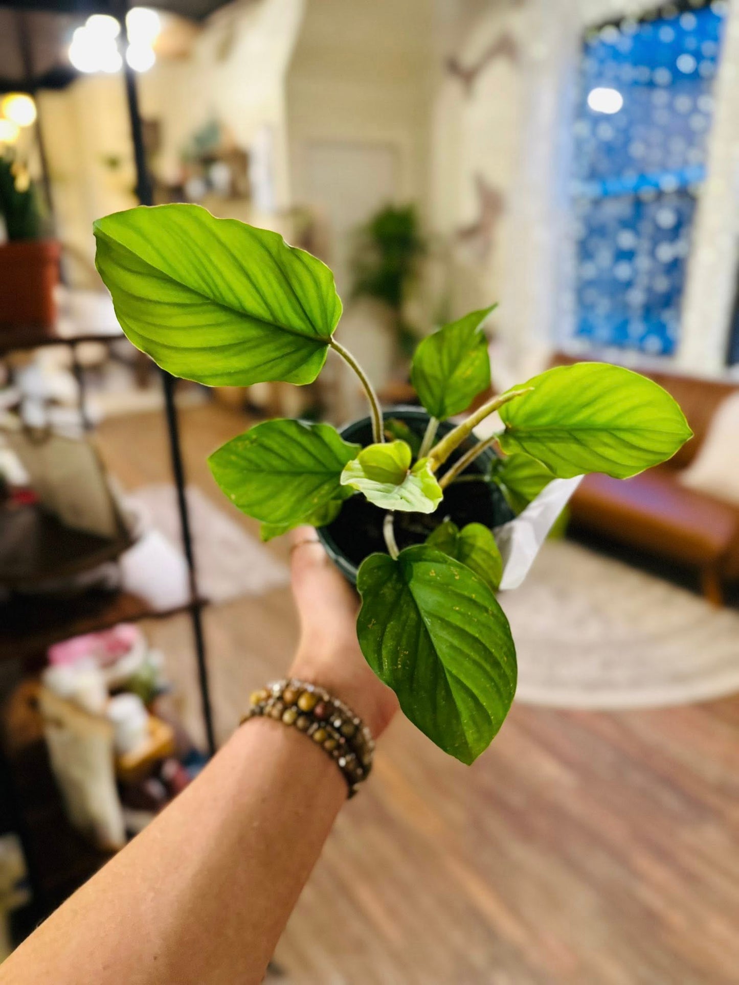 4" Adelonema Red Velvet