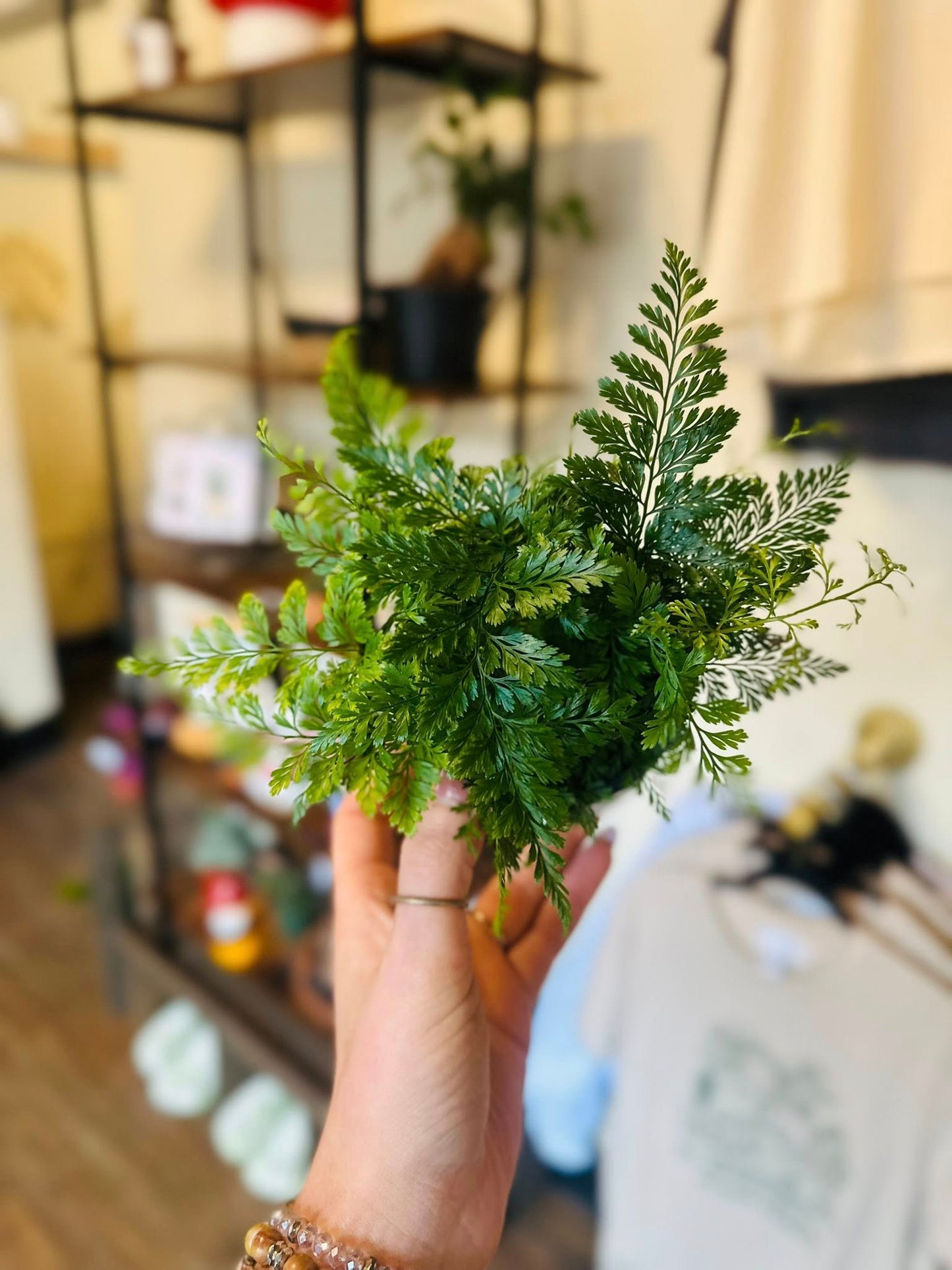 4" Rabbits Foot Fern