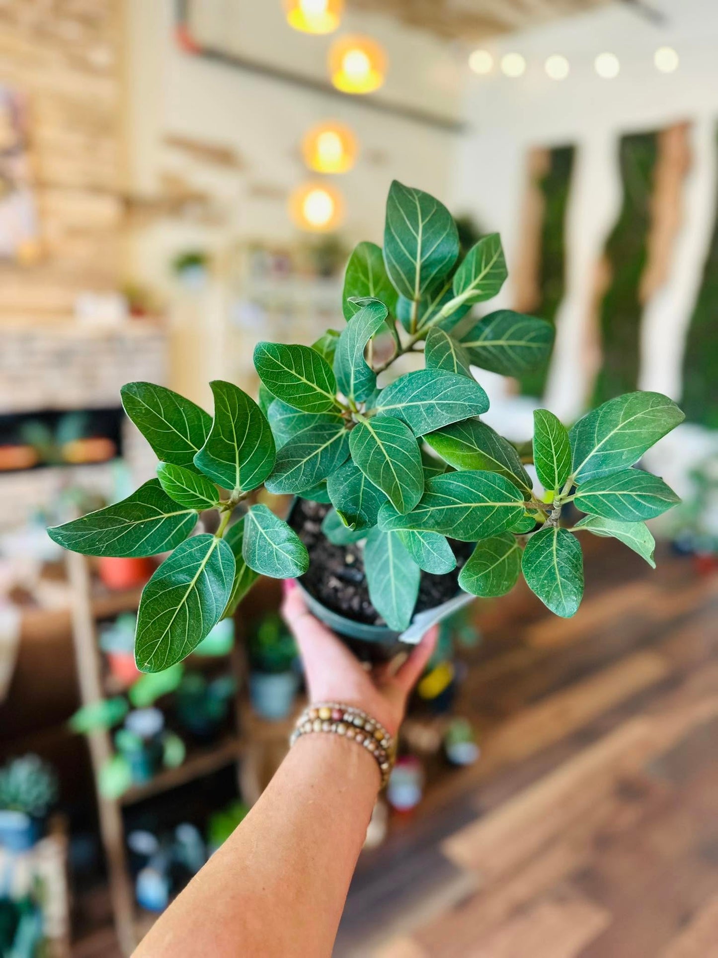6" Ficus Audrey