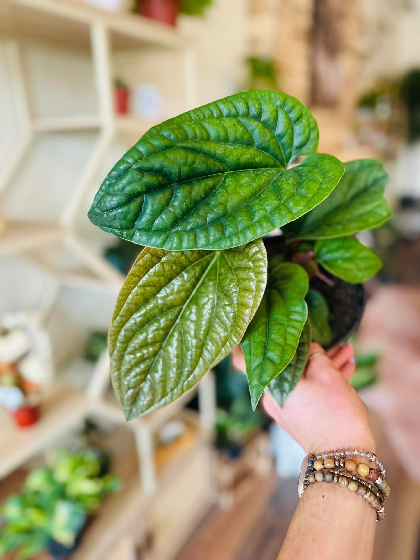 6" Anthurium Radicans x Luxurians