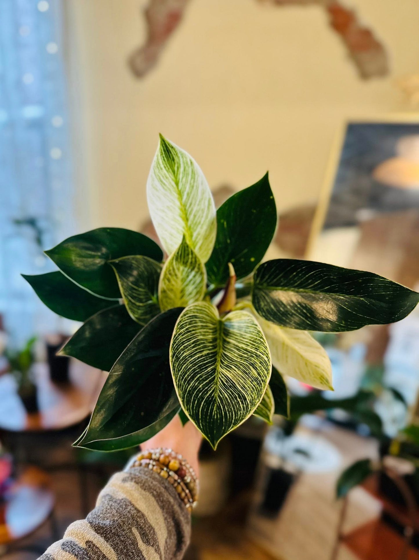6" Philodendron Birkin