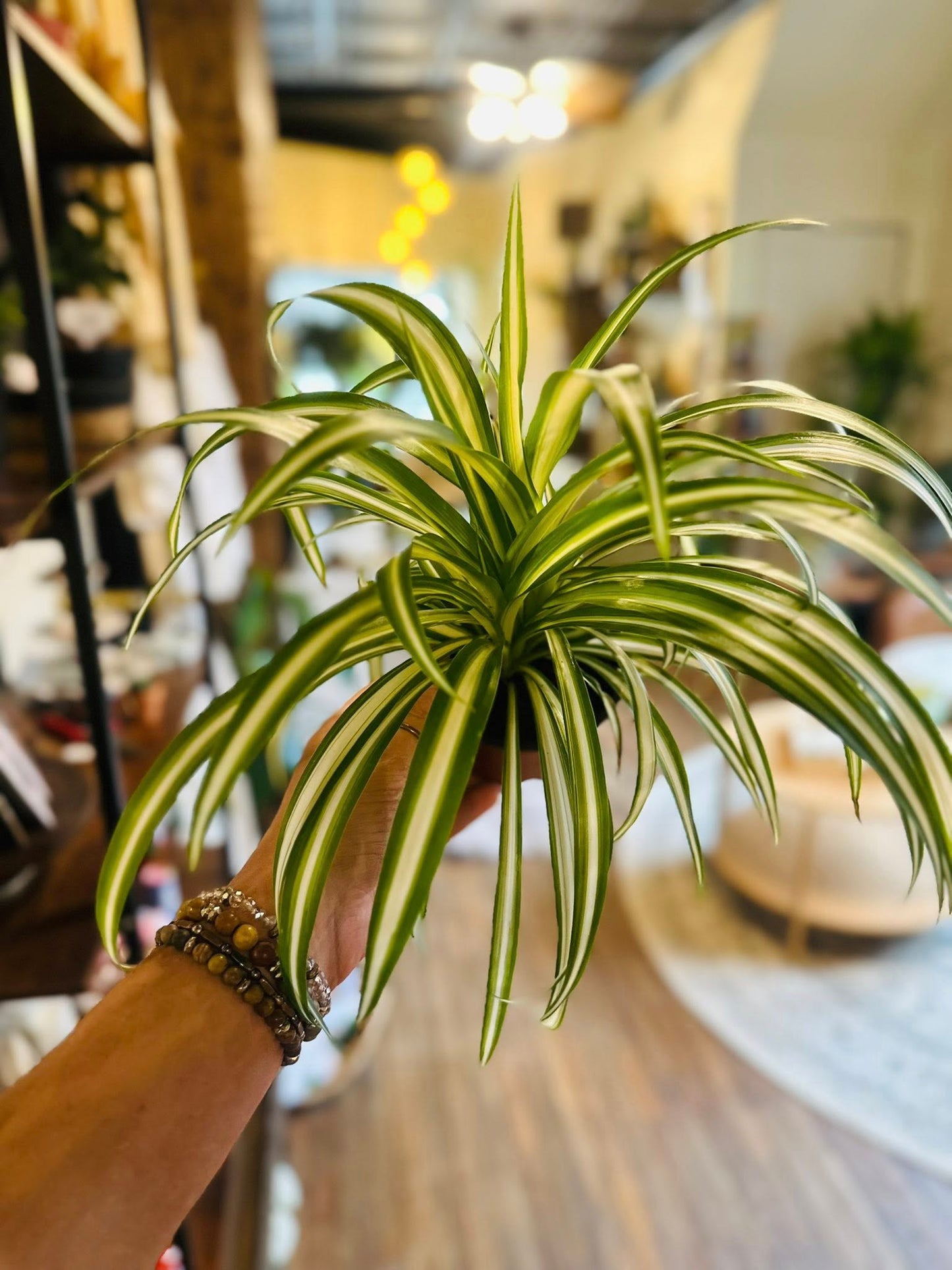 4" Spider Plant