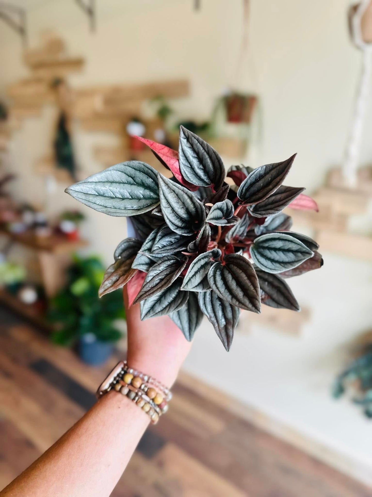 4" Peperomia Santorini