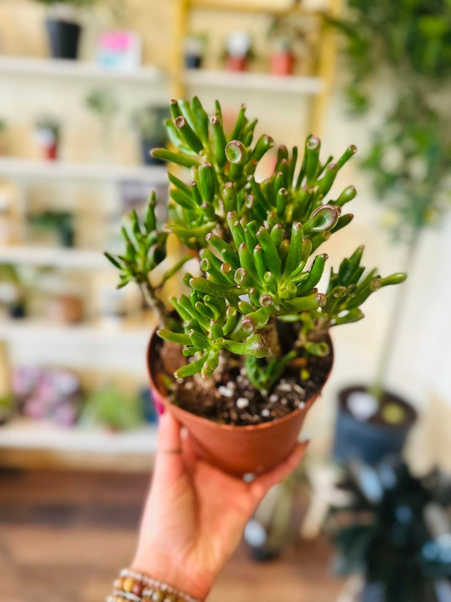 6" Crassula Jade Hobbit