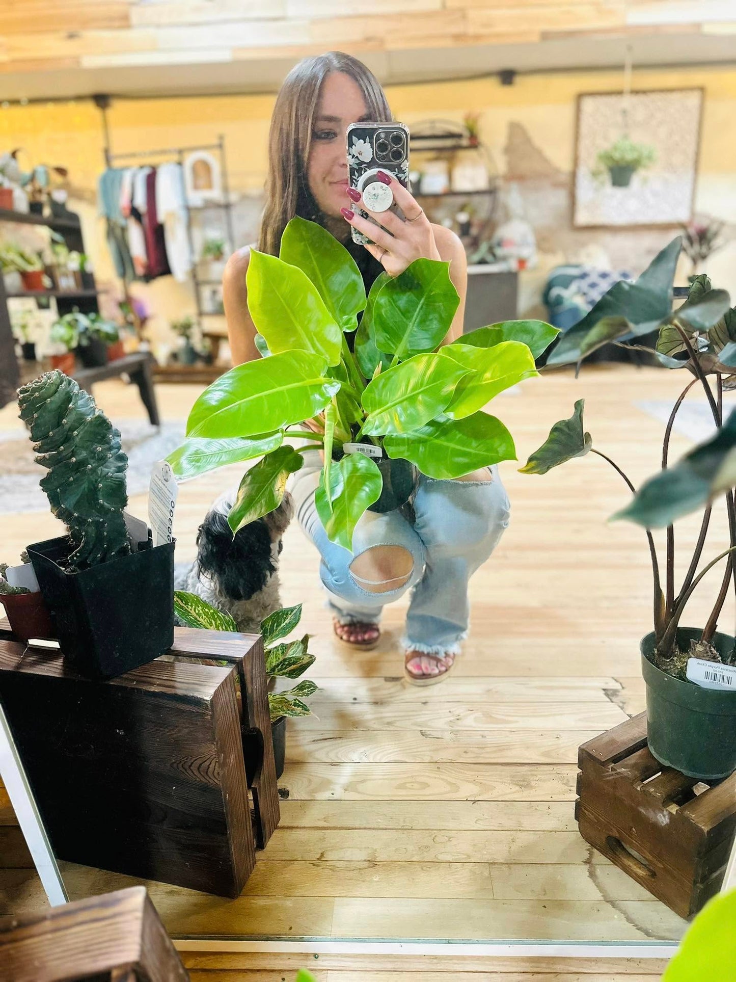 6" Philodendron Moonlight