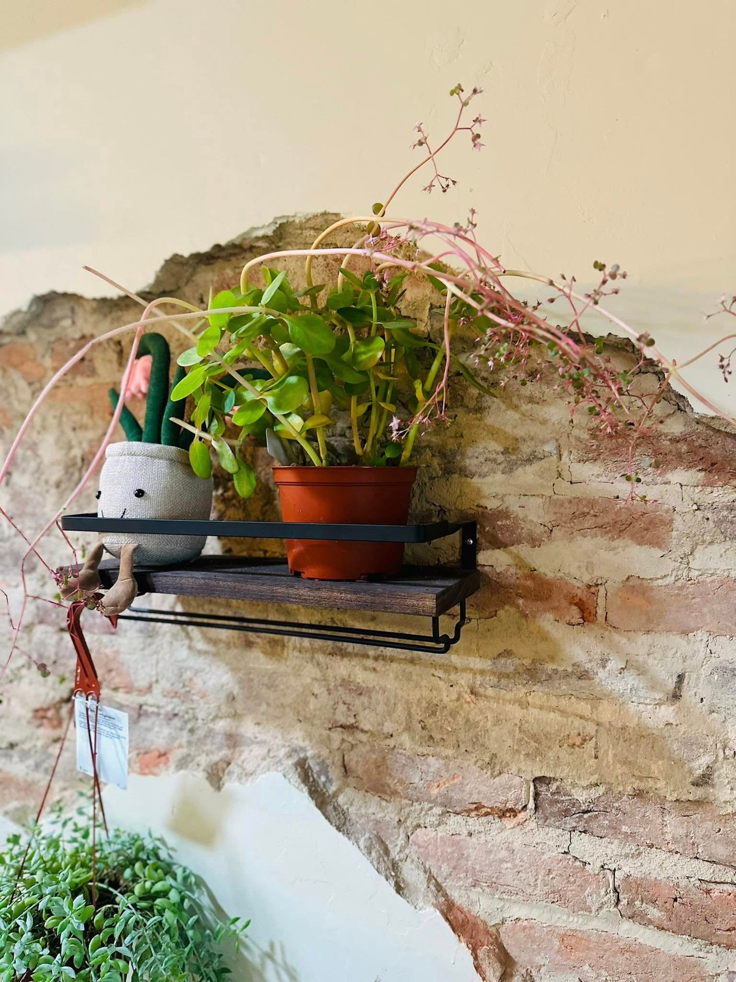 6" Crassula Multicava