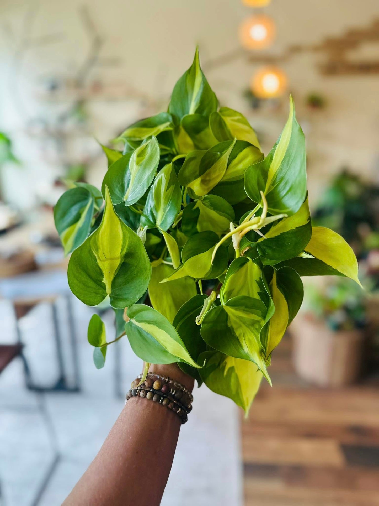 6" Philodendron Brazil